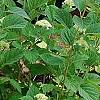 Hydrangea arborescens 'Dardom', habit