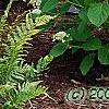 Hydrangea arborescens 'Dardom', habit