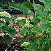 Hydrangea arborescens 'Dardom', habit