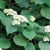 Hydrangea arborescens 'Dardom', habit