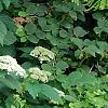 Hydrangea arborescens 'Dardom', habit