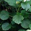 Hydrangea arborescens 'Dardom', habit