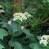 Hydrangea arborescens 'Dardom', habit
