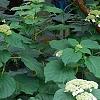 Hydrangea arborescens 'Dardom', habit