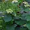Hydrangea arborescens 'Dardom', habit
