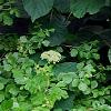 Hydrangea arborescens 'Dardom', habit