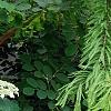 Hydrangea arborescens 'Dardom', habit