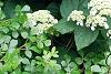 Hydrangea arborescens 'Dardom', habit
