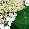 Hydrangea arborescens 'Dardom', flowers