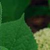 Hydrangea arborescens 'Dardom', flowers