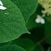 Hydrangea arborescens 'Dardom', flowers