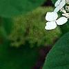Hydrangea arborescens 'Dardom', flowers