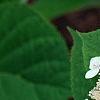 Hydrangea arborescens 'Dardom', flowers