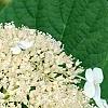Hydrangea arborescens 'Dardom', flowers