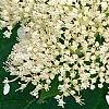 Hydrangea arborescens 'Dardom', flowers
