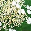 Hydrangea arborescens 'Dardom', flowers