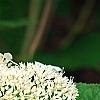 Hydrangea arborescens 'Dardom', flowers