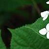 Hydrangea arborescens 'Dardom', flowers