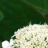 Hydrangea arborescens 'Dardom', flowers