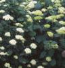 Hydrangea grandiflora, habit