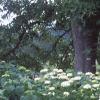 Hydrangea grandiflora, habit