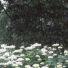 Hydrangea grandiflora, habit