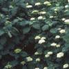 Hydrangea grandiflora, habit