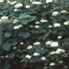 Hydrangea grandiflora, habit