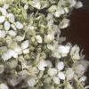 Hydrangea grandiflora, flowers