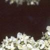 Hydrangea grandiflora, flowers
