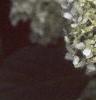 Hydrangea grandiflora, flowers