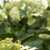 Hydrangea heteromalla, flowers
