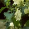 Hydrangea heteromalla, flowers