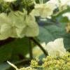 Hydrangea heteromalla, flowers