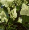 Hydrangea heteromalla, flowers