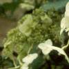 Hydrangea heteromalla, flowers
