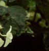 Hydrangea heteromalla, flowers