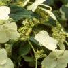 Hydrangea heteromalla, flowers