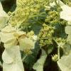 Hydrangea heteromalla, flowers
