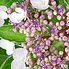 Hydrangea macrophylla 'Bailday' (Light O' Day [TM]), flowers