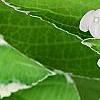 Hydrangea macrophylla 'Bailday' (Light O' Day [TM]), flowers