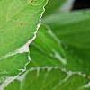 Hydrangea macrophylla 'Bailday' (Light O' Day [TM]), flowers