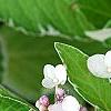 Hydrangea macrophylla 'Bailday' (Light O' Day [TM]), flowers