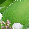 Hydrangea macrophylla 'Bailday' (Light O' Day [TM]), flowers