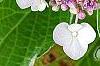 Hydrangea macrophylla 'Bailday' (Light O' Day [TM]), flowers