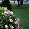 Hydrangea macrophylla, habit