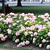 Hydrangea macrophylla, habit