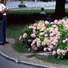 Hydrangea macrophylla, habit