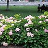 Hydrangea macrophylla, habit