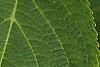 Hydrangea macrophylla, leaves
